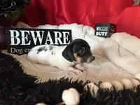 Brock, a male Miniature Dachshund for sale in Riverview, MI – 2 of 10