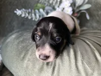 Brock, a male Miniature Dachshund for sale in Riverview, MI – 10 of 10