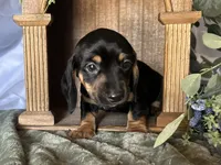 Ash, a male Miniature Dachshund for sale in Riverview, MI – 5 of 10