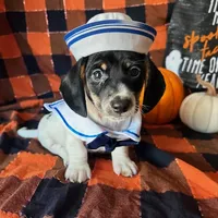 Brock, a male Miniature Dachshund for sale in Riverview, MI – 6 of 10