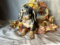 Beatrix, a female Miniature Dachshund for sale in Riverview, MI – 10 of 10