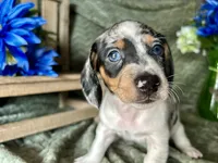 Daphne, a female Miniature Dachshund for sale in Riverview, MI – 8 of 10