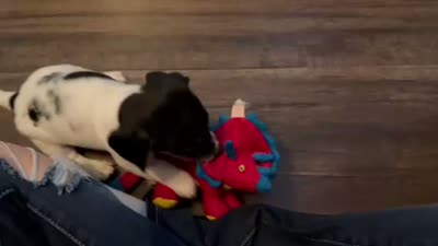 Brock, a male Miniature Dachshund for sale in Riverview, MI – 10 of 10