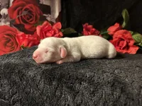 Casper, a male Miniature Dachshund for sale in Riverview, MI – 7 of 10