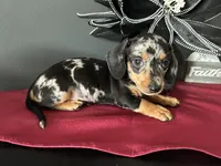 Trade? AKC Full, a female Miniature Dachshund for sale in Riverview, MI – 2 of 6