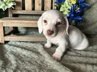 Casper, a male Miniature Dachshund for sale in Riverview, MI – 6 of 10