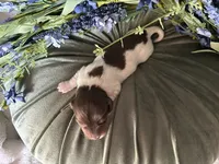 Shaggy, a male Miniature Dachshund for sale in Riverview, MI – 3 of 10