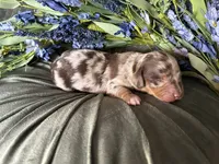 Scooby, a male Miniature Dachshund for sale in Riverview, MI – 3 of 10