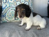 Shaggy, a male Miniature Dachshund for sale in Riverview, MI – 4 of 10