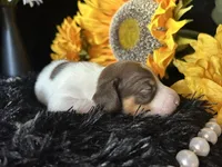Velma, a female Miniature Dachshund for sale in Riverview, MI – 5 of 10