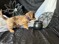 Misty, a female Miniature Dachshund for sale in Riverview, MI – 2 of 10