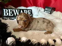 Misty, a female Miniature Dachshund for sale in Riverview, MI – 4 of 10