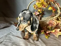 Beatrix, a female Miniature Dachshund for sale in Riverview, MI – 3 of 10