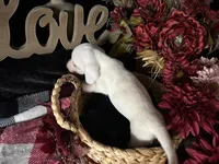 Casper, a male Miniature Dachshund for sale in Riverview, MI – 5 of 10