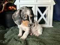 Daphne, a female Miniature Dachshund for sale in Riverview, MI – 8 of 10