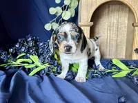 Daphne, a female Miniature Dachshund for sale in Riverview, MI – 5 of 10