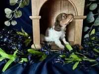 Shaggy, a male Miniature Dachshund for sale in Riverview, MI – 2 of 10