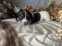 Fred, a male Miniature Dachshund for sale in Riverview, MI – 4 of 10