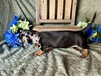 Beatrix , a female Miniature Dachshund for sale in Riverview, MI – 8 of 10