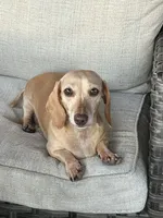 Casper, a male Miniature Dachshund for sale in Riverview, MI – 10 of 10