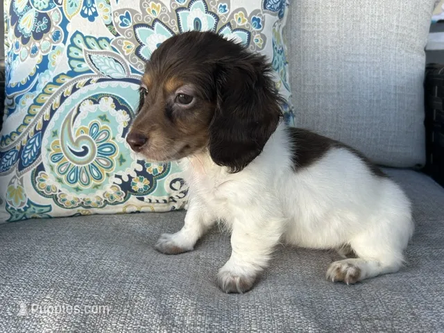 Shaggy – Miniature Dachshund puppy for sale in Riverview, MI