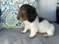 Shaggy, a male Miniature Dachshund for sale in Riverview, MI – 1 of 10