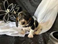 Brock, a male Miniature Dachshund for sale in Riverview, MI – 10 of 10