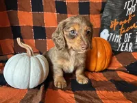 Misty, a female Miniature Dachshund for sale in Riverview, MI – 8 of 10