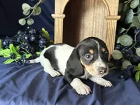 Fred , a male Miniature Dachshund for sale in Riverview, MI – 6 of 10