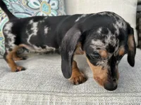 Beatrix , a female Miniature Dachshund for sale in Riverview, MI – 4 of 7