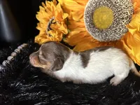 Shaggy, a male Miniature Dachshund for sale in Riverview, MI – 9 of 10