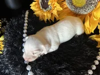 Casper, a male Miniature Dachshund for sale in Riverview, MI – 4 of 10