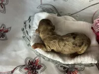 Misty, a female Miniature Dachshund for sale in Riverview, MI – 4 of 10