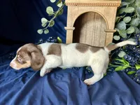 Velma , a female Miniature Dachshund for sale in Riverview, MI – 6 of 10