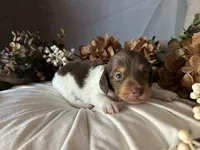 Shaggy, a male Miniature Dachshund for sale in Riverview, MI – 8 of 10