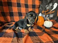 Ash, a male Miniature Dachshund for sale in Riverview, MI – 9 of 10