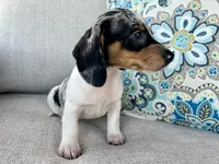 Daphne , a female Miniature Dachshund for sale in Riverview, MI – 9 of 10
