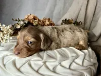 Misty, a female Miniature Dachshund for sale in Riverview, MI – 9 of 10