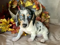 Daphne, a female Miniature Dachshund for sale in Riverview, MI – 3 of 10