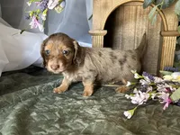 Misty, a female Miniature Dachshund for sale in Riverview, MI – 5 of 10
