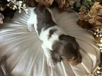 Shaggy, a male Miniature Dachshund for sale in Riverview, MI – 3 of 10