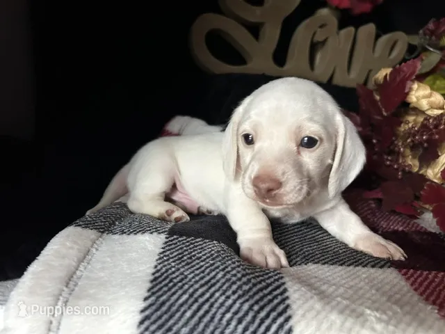 Casper – Miniature Dachshund puppy for sale in Riverview, MI