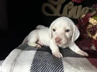 Casper, a male Miniature Dachshund for sale in Riverview, MI – 1 of 10