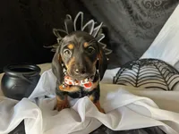 Ash, a male Miniature Dachshund for sale in Riverview, MI – 2 of 10