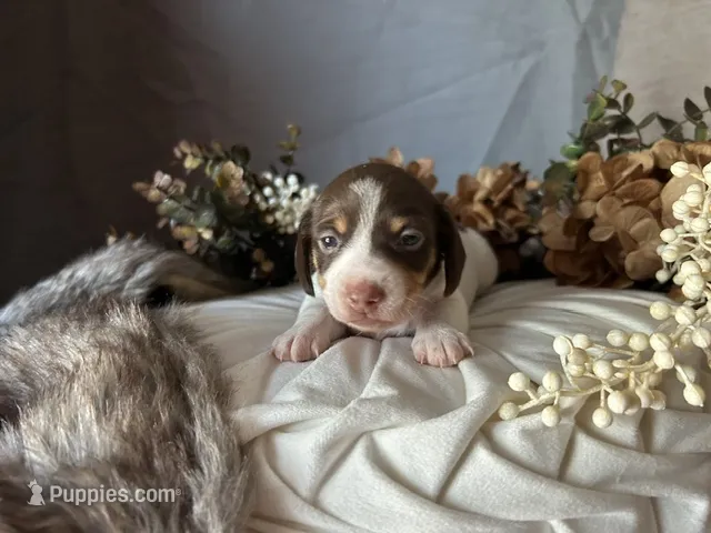 Velma – Miniature Dachshund puppy for sale in Riverview, MI