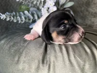 Brock, a male Miniature Dachshund for sale in Riverview, MI – 4 of 10