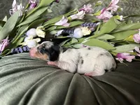 Daphne (On hold), a female Miniature Dachshund for sale in Riverview, MI – 7 of 10