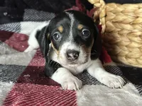 Fred (On Hold for Michael), a male Miniature Dachshund for sale in Riverview, MI – 2 of 10