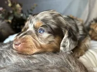 Scooby, a male Miniature Dachshund for sale in Riverview, MI – 2 of 10