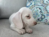 Casper, a male Miniature Dachshund for sale in Riverview, MI – 7 of 10
